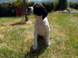 À réserver, 4 chiots mâles Pointer (LOF)