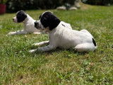 À réserver, 4 chiots mâles Pointer (LOF)
