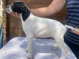À réserver, 4 chiots mâles Pointer (LOF)