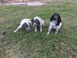 3 chiots mâles Setters Anglais à vendre (LOF)