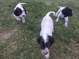 3 chiots mâles Setters Anglais à vendre (LOF)