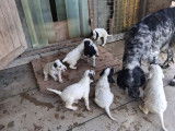 3 chiots mâles Setters Anglais à vendre (LOF)