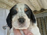 3 chiots mâles Setters Anglais à vendre (LOF)