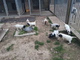 3 chiots mâles Setters Anglais à vendre (LOF)