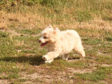 À vendre, 3 chiots mâles Berger Américain Miniature (LOF)