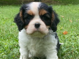 4 chiots Cavalier King Charles LOF à vendre