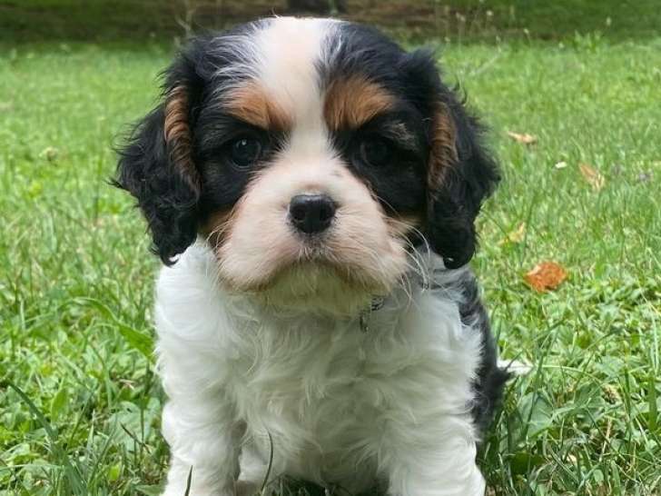 4 chiots Cavalier King Charles LOF à vendre