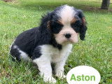 4 chiots Cavalier King Charles LOF à vendre