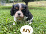 4 chiots Cavalier King Charles LOF à vendre