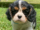 4 chiots Cavalier King Charles LOF à vendre