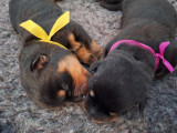 5 chiots Rottweiler disponibles à la vente (LOF)