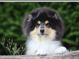 2 chiots mâles Colleys tricolores LOF à vendre