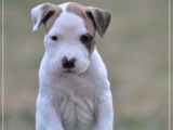 À réserver, 5 chiots American Staffordshire Terrier (LOF)