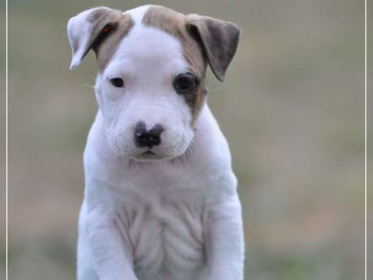 À réserver, 5 chiots American Staffordshire Terrier (LOF)