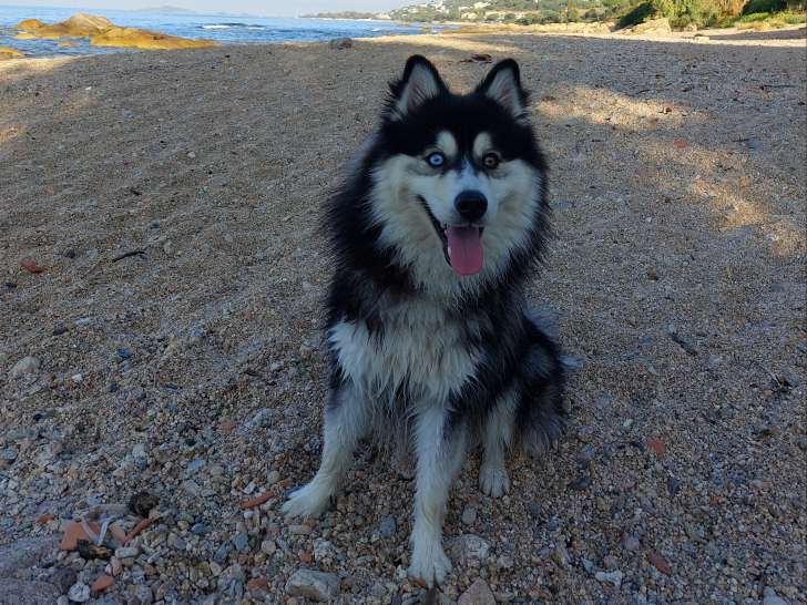 Pomsky F4 noir et blanc