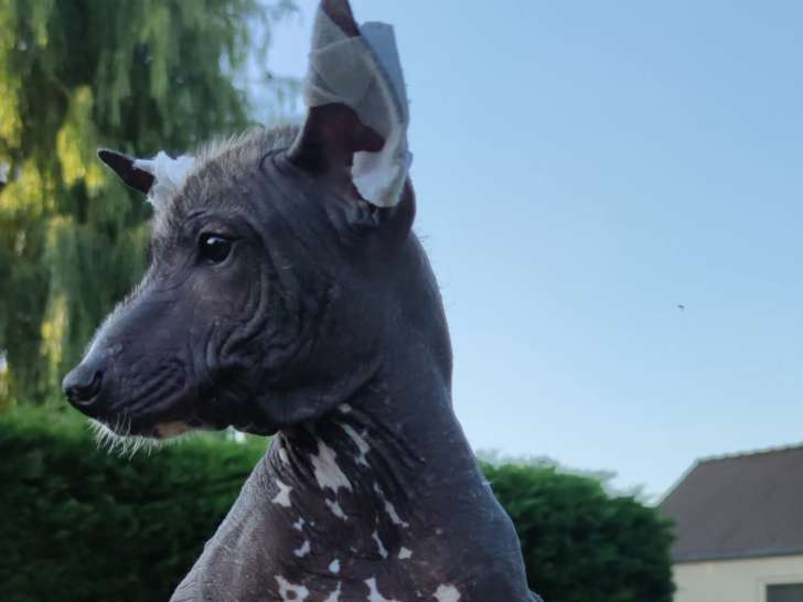 Chiot femelle Xoloitzcuintle disponible