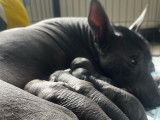Chiot femelle Xoloitzcuintle disponible