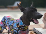Chiot femelle Xoloitzcuintle disponible