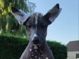 Chiot femelle Xoloitzcuintle disponible