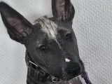 Chiot femelle Xoloitzcuintle disponible