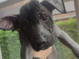 Chiot femelle Xoloitzcuintle disponible