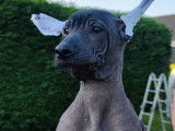 Chiot femelle Xoloitzcuintle disponible