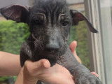 Chiot femelle Xoloitzcuintle disponible