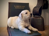Chiots Golden Retriever à vendre