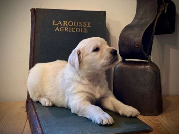 Chiots Golden Retriever à vendre