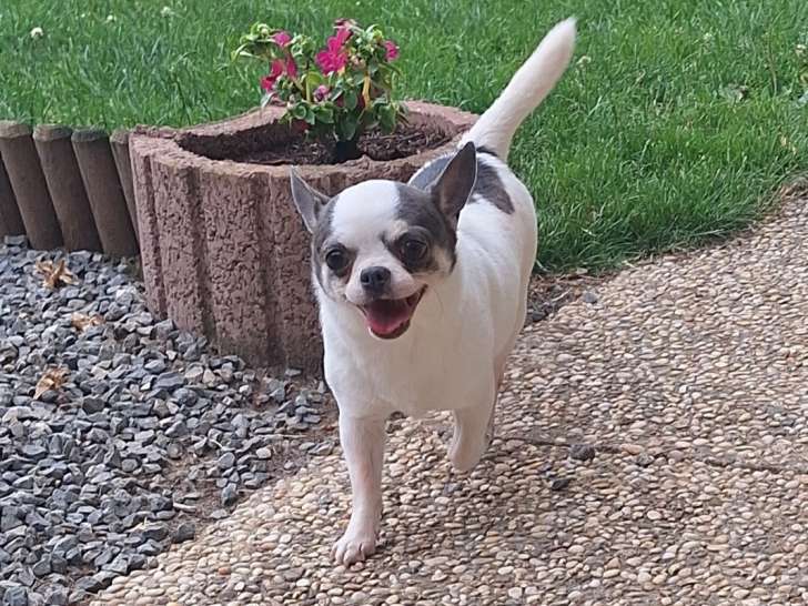 Chien Chihuahua adulte à vendre