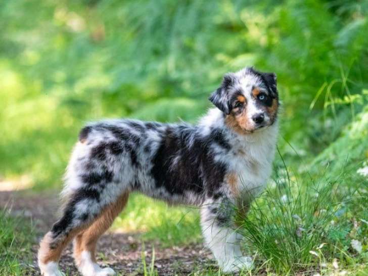 À vendre, 1 chiot femelle Berger Australien (LOF)