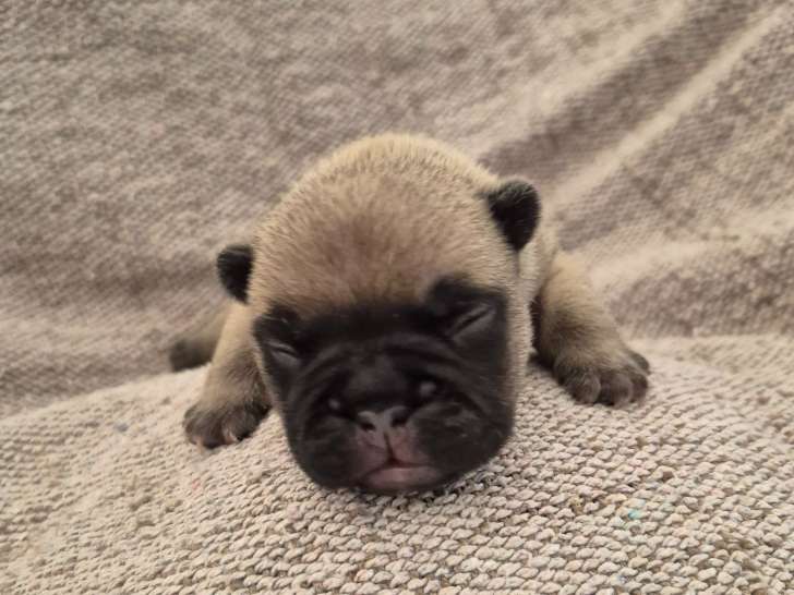 Chiots de type Bouledogues Français à vendre