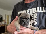 Chiots de type Bouledogues Français à vendre