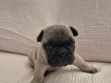 Chiots de type Bouledogues Français à vendre