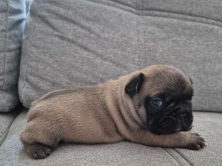 Chiots de type Bouledogues Français à vendre