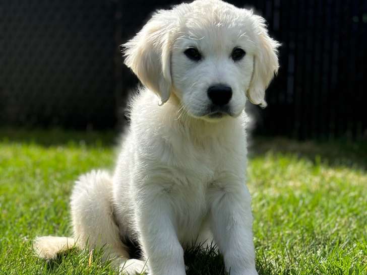 Magnifique femelle Golden English Cream de 5 mois à vendre