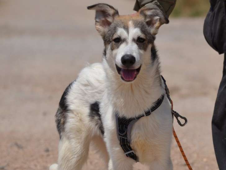 Willy, chiot à adopter
