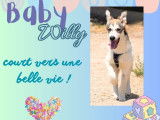 Willy, chiot à adopter
