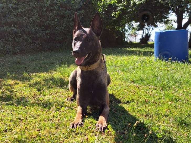 Jeune étalon Malinois disponible pour saillie