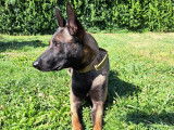 Jeune étalon Malinois disponible pour saillie