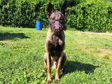 Jeune étalon Malinois disponible pour saillie