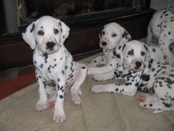 Chiot femelle Dalmatien à vendre