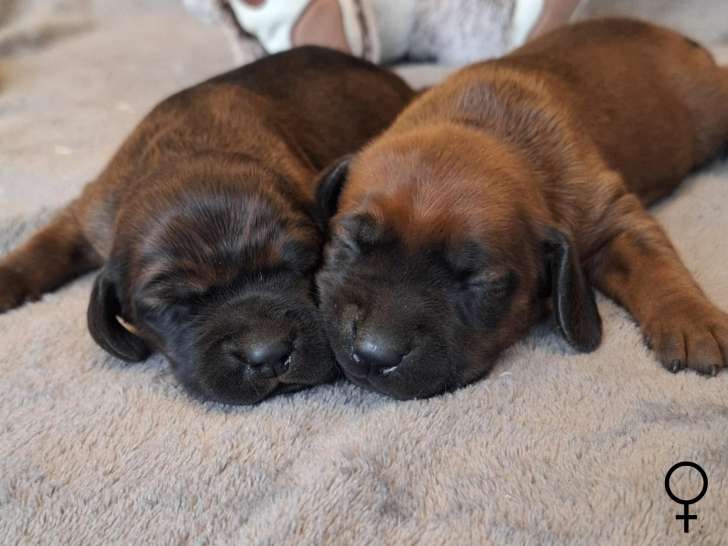 Magnifiques chiots Rouges de Bavière à vendre