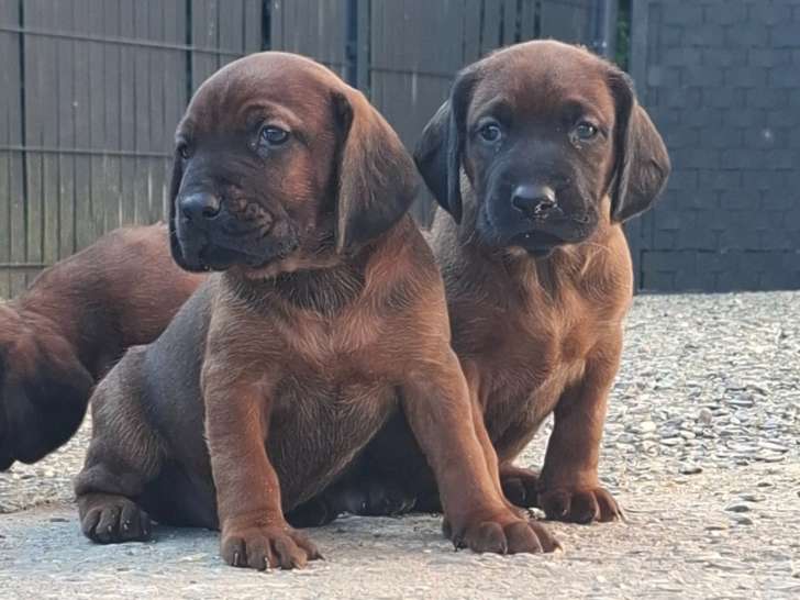 Magnifiques chiots Rouges de Bavière à vendre