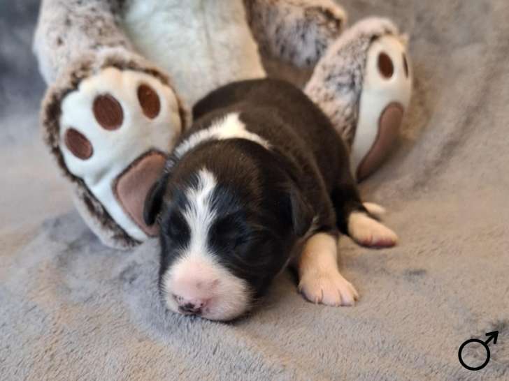 6 adorables chiots Border Collie à vendre