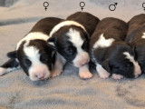 6 adorables chiots Border Collie à vendre