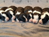 6 adorables chiots Border Collie à vendre