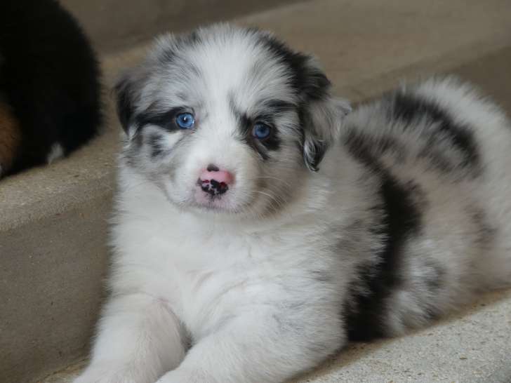 Chiots Berger Australien LOF à vendre