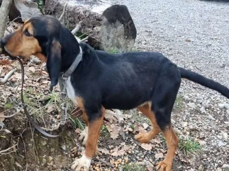 Chienne Beagle en attente d'une famille