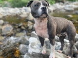 Mâle Staffie disponible pour saillie